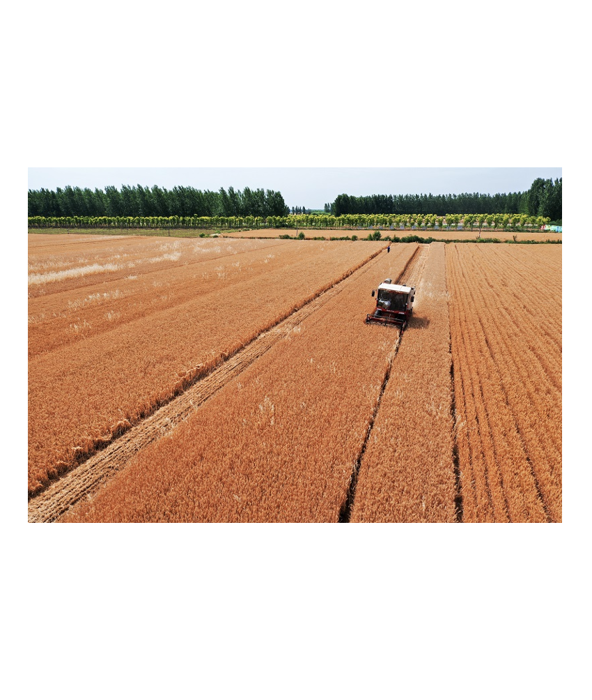 粮食种植与收储